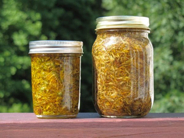 Como fazer óleo e pomada de arnica