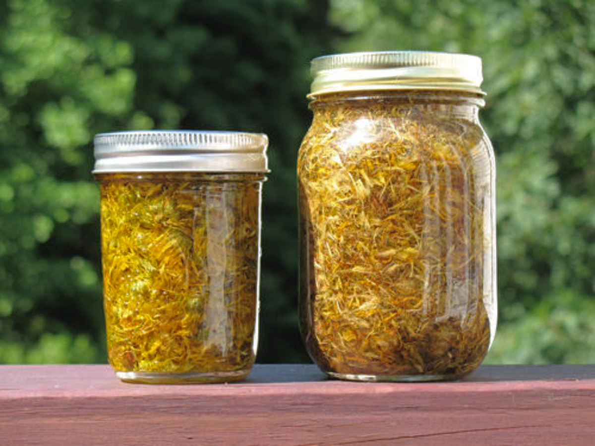 Como fazer óleo e pomada de arnica