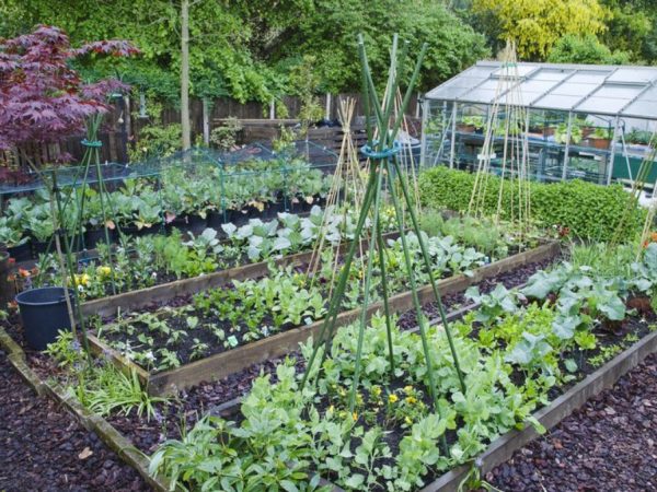 Abundância: 15 plantas perenes para colher o ano inteiro