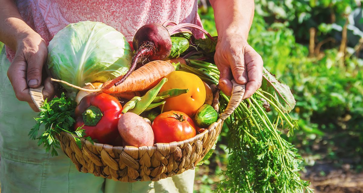 7 Alimentos Saudáveis Para Um Cultivo Sustentável Jardim Do Mundo 1604