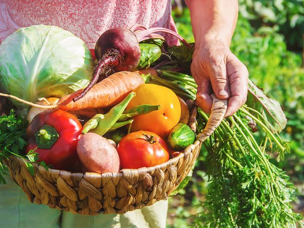 7 alimentos saudáveis para um cultivo sustentável