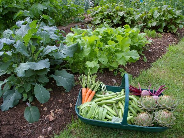 6 vegetais com ótimo custo-benefício para plantar em casa