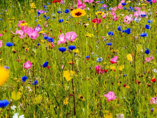 Receita de chá gelado herbal com flores silvestres