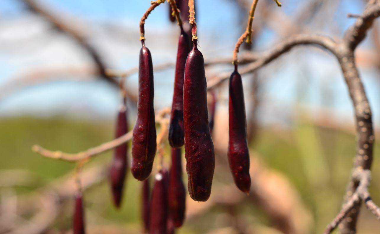 JUCIRÍ (Solanum sisymbrifolium)