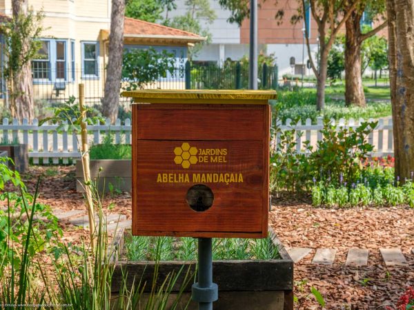Aprenda como criar abelhas sem ferrão dentro da cidade