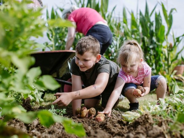 5 passos para construir uma horta interativa para as crianças