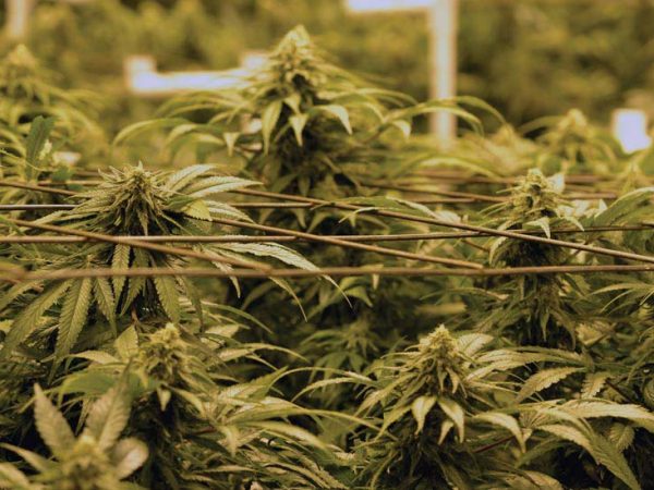 cultivo cannabis