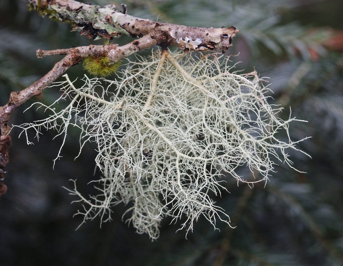 Usnea: líquen comestível e medicinal encontrado em toda parte