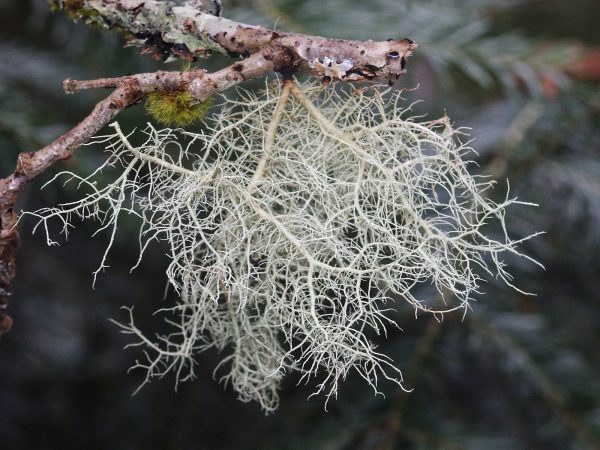Usnea: líquen comestível e medicinal encontrado em toda parte